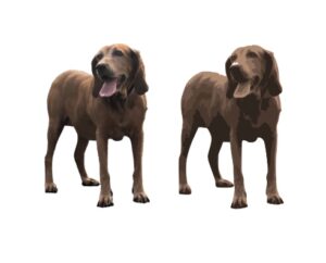 The left side picture is Bella, my friend’s service dog who passed away last year. I took that