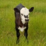 Profile picture of Jackie Barton